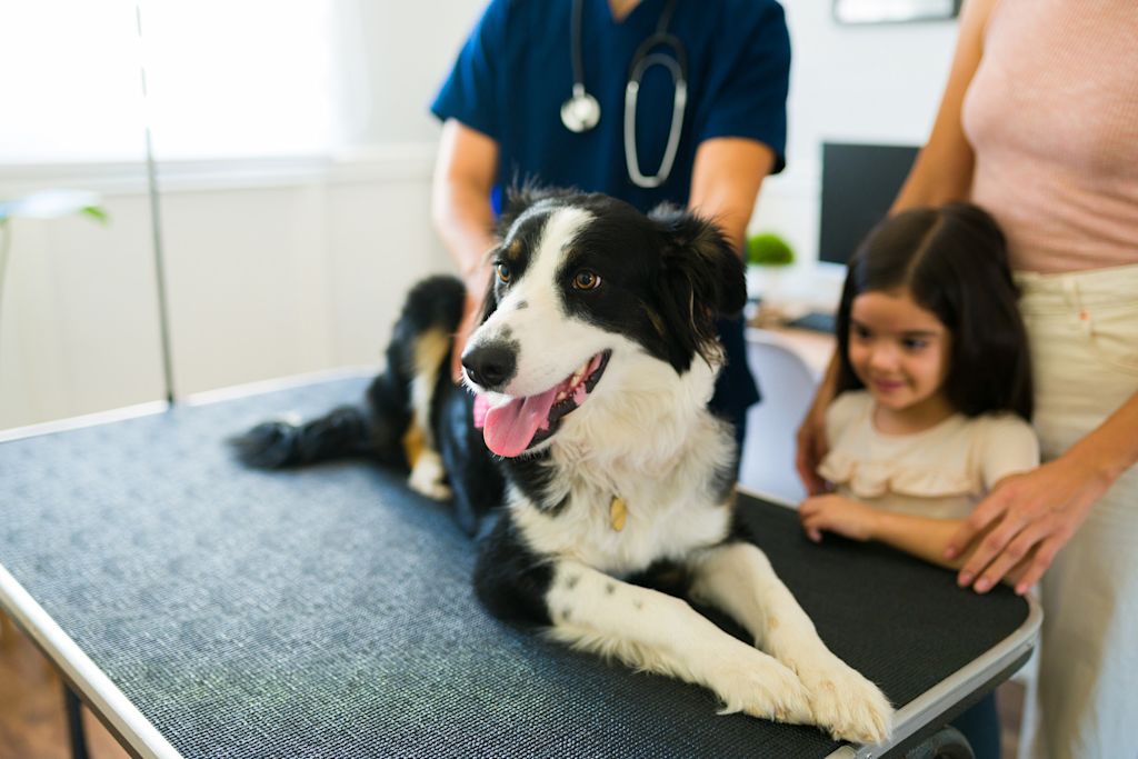 hernie discale veterinair