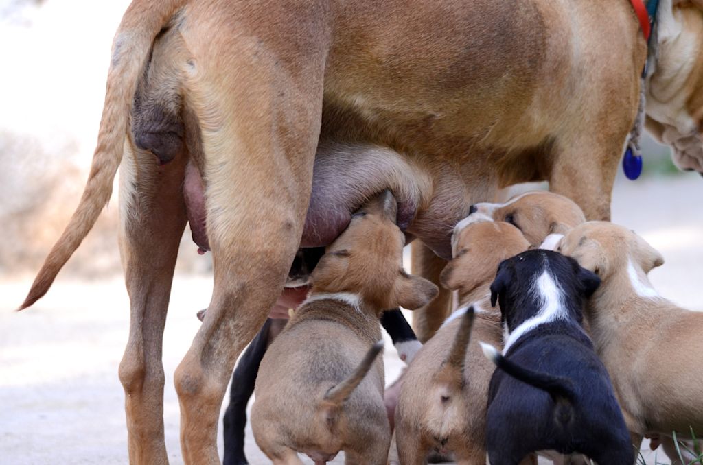 chiots tètent mamelle