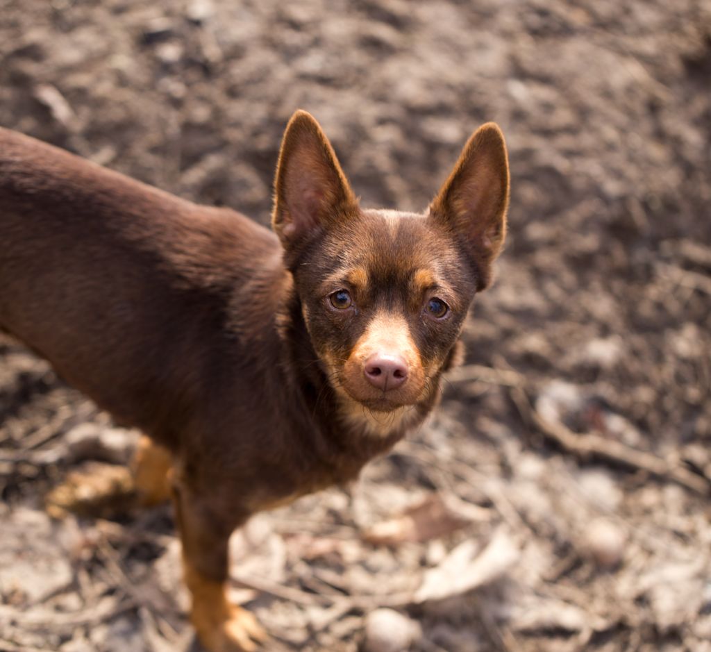 Kelpie chiot