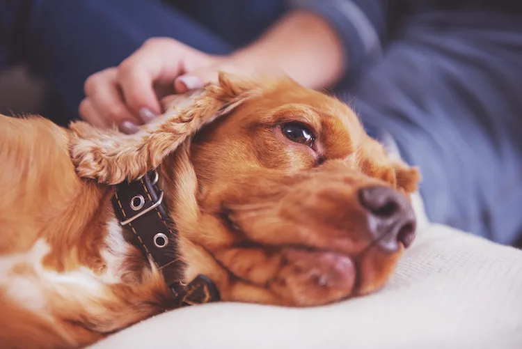 L'importance du vermifuge chez le chien: protéger la santé de votre animal  • Lore & Science