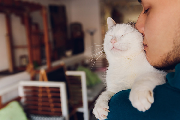 comportement chat blanc