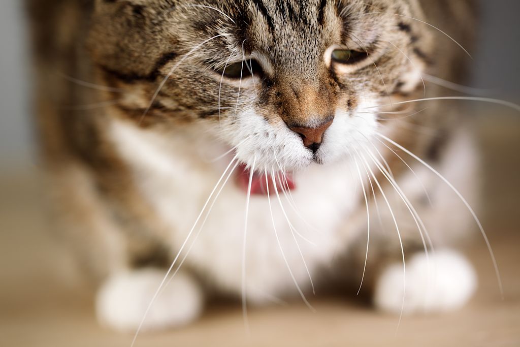 Chat qui semble tousser