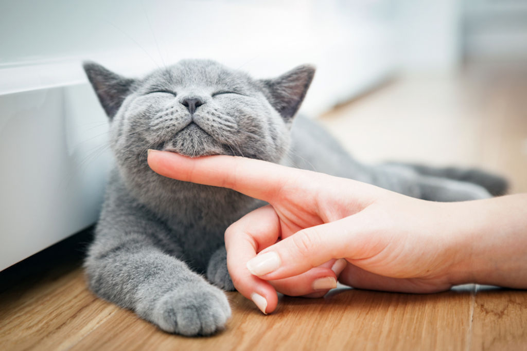 Le Fusa Del Gatto Cosa Sono Le fusa del gatto: cosa sono e cosa significano - Santévet