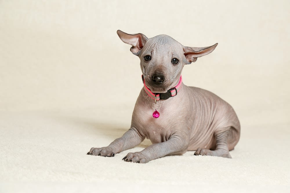 Cachorro Xoloitzcuintle