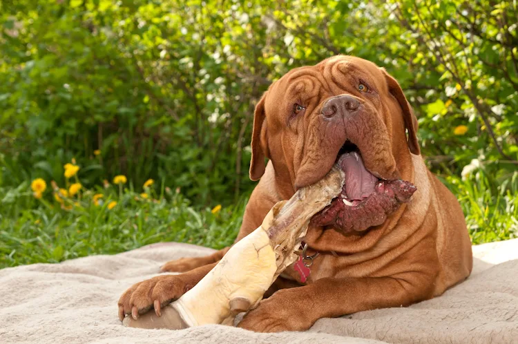 Le chien doit impérativement manger des os : vrai ou faux ?