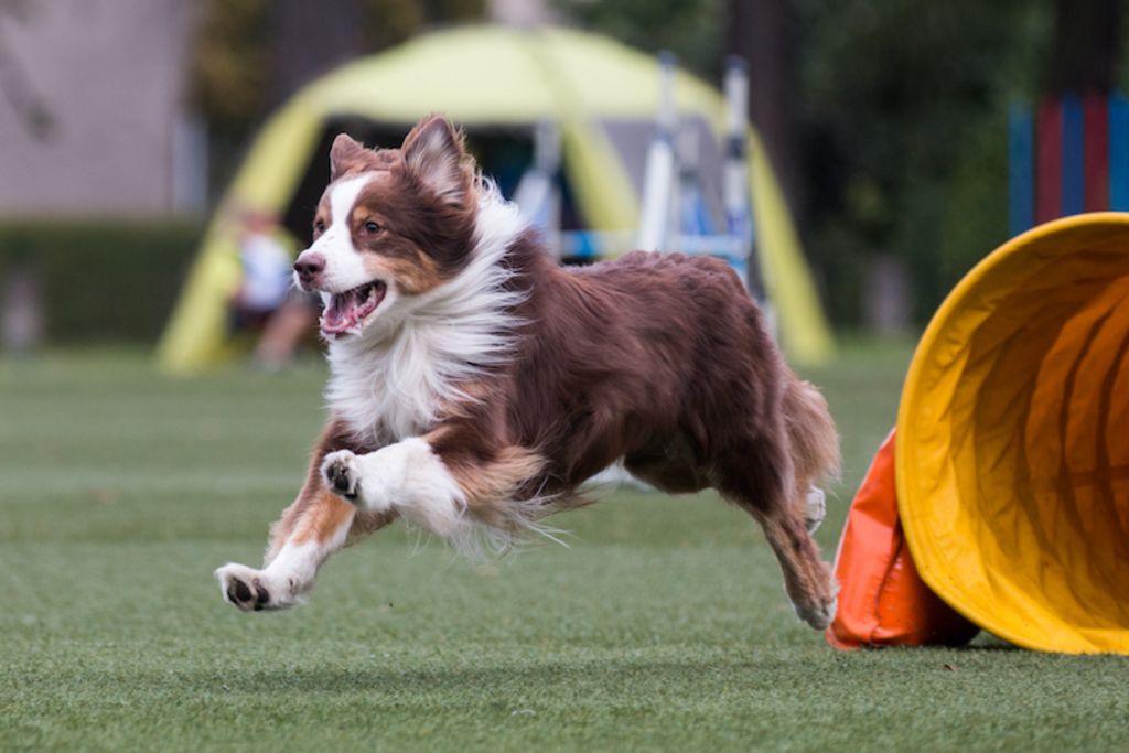 berger_australien_agility