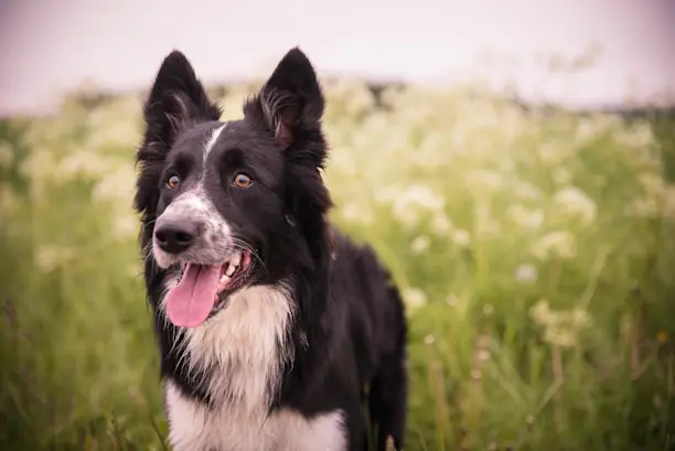 mezcla de collie de frontera de setter gordon