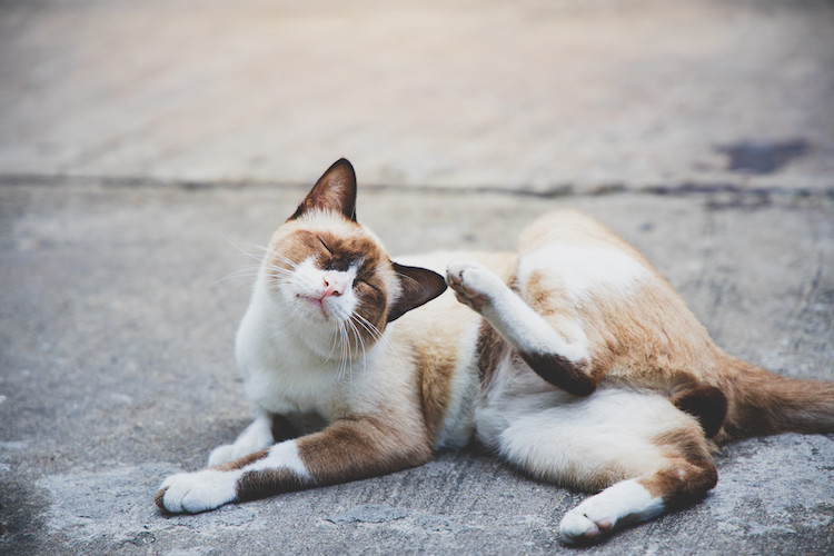 symptômes et signes gale du chat