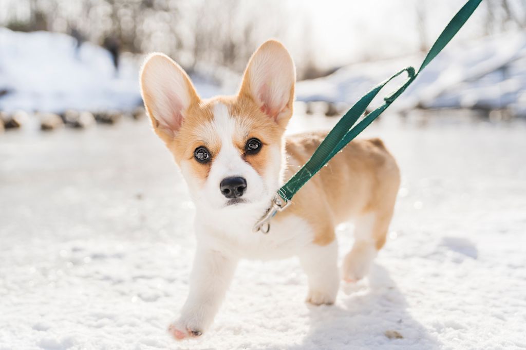 chiot en laisse