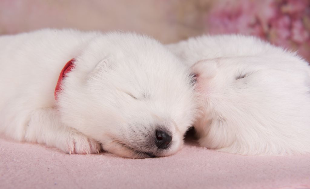Chiots Samoyède