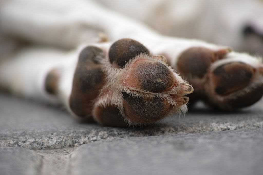 dog foot