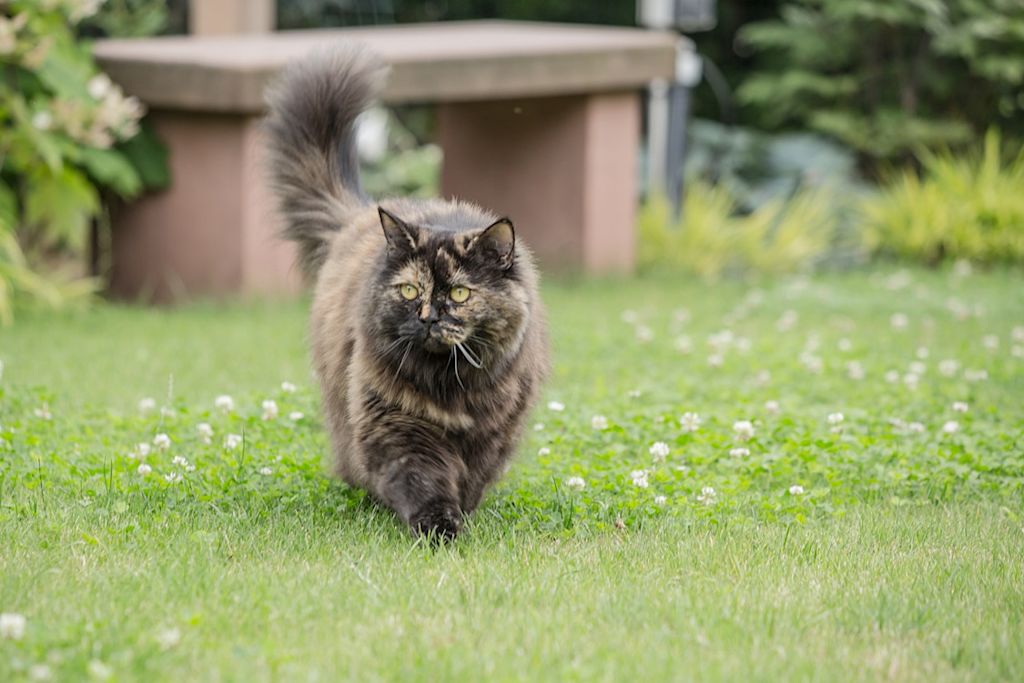 Le British Longhair