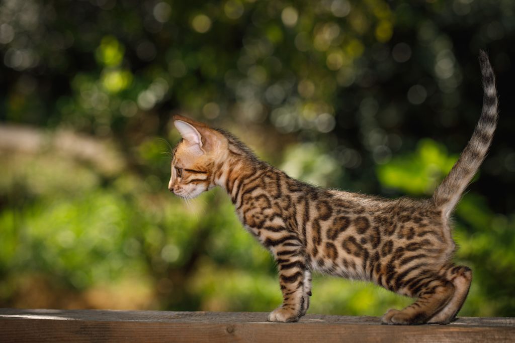 chaton bengal