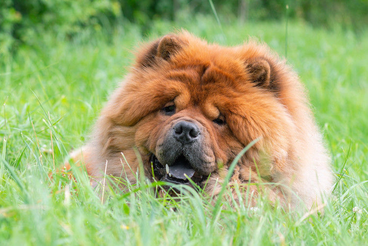 chien chow chow