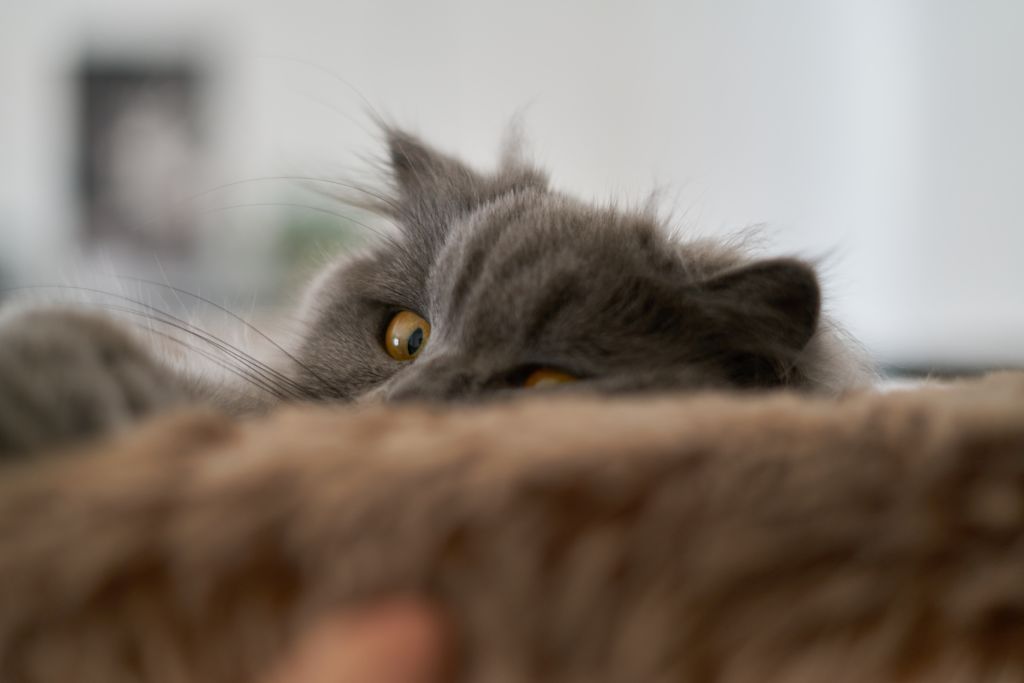 selkirk-rex