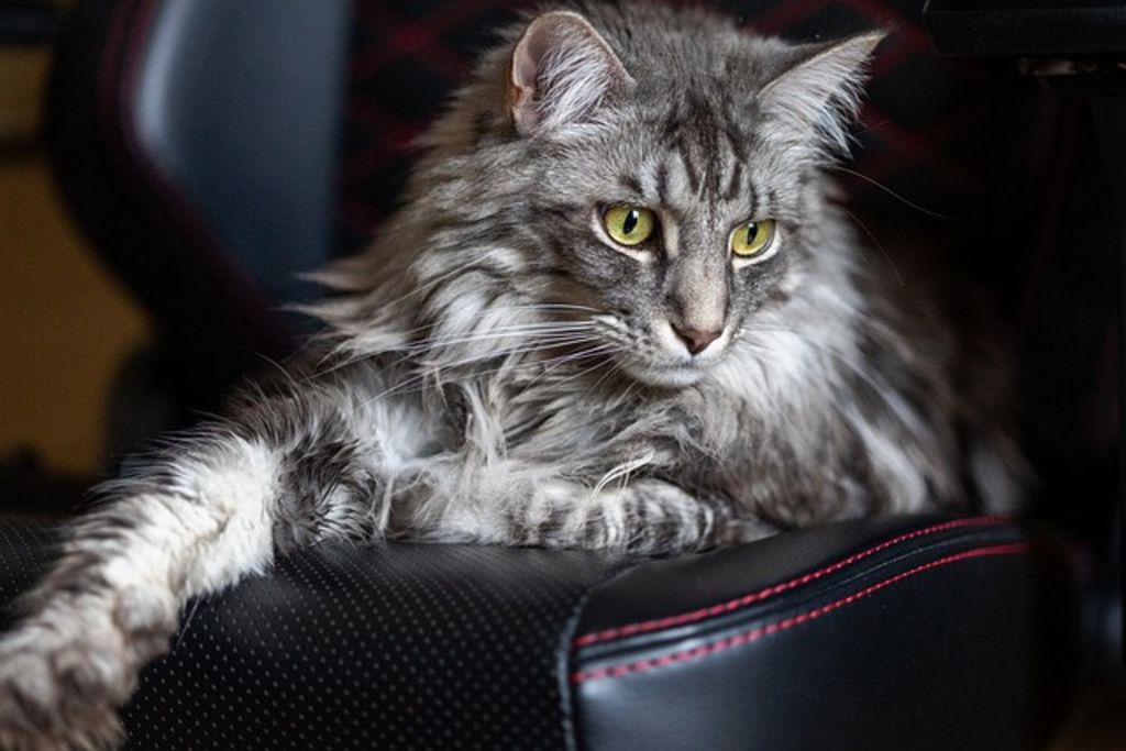 SV - maine coon fauteuil