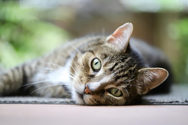 chat europeen