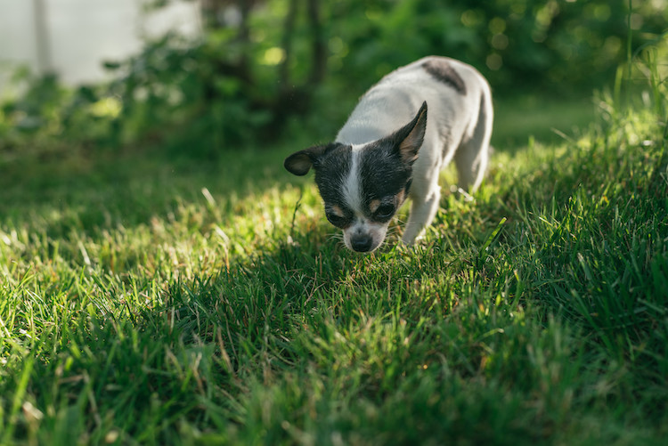 promenade chiot et vaccins