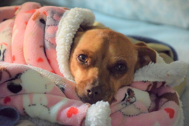 Amoxicillin Hund Kaufen
