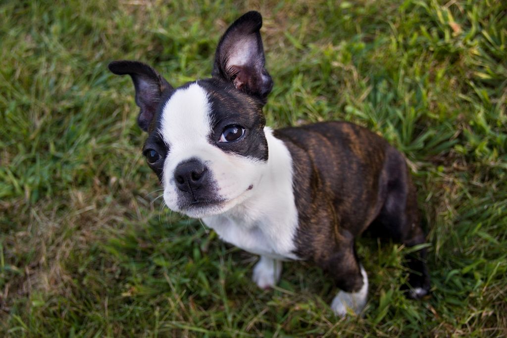 chiot boston terrier