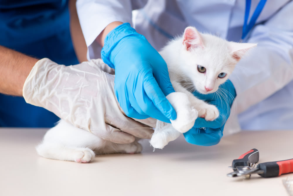 Costi della frattura