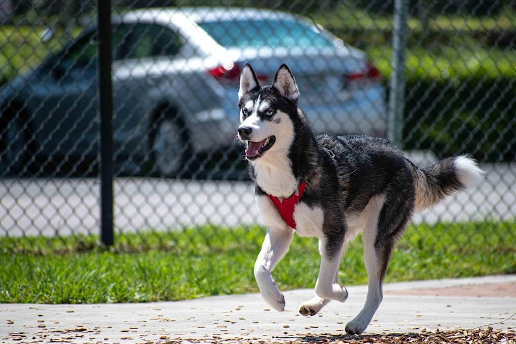 Husky qui revient vers son maître