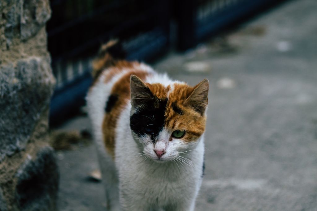 myiase chat exterieur