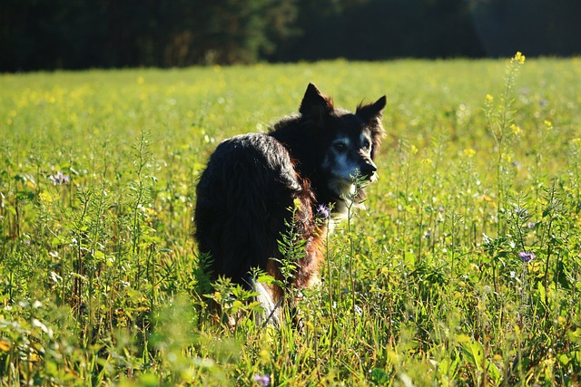 chien qui se promène