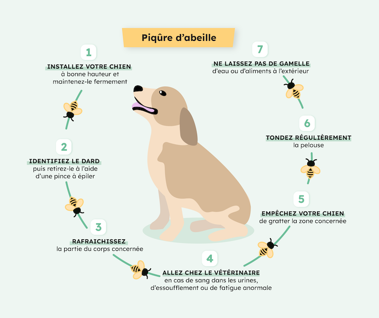 infographie chien piqure abeilles