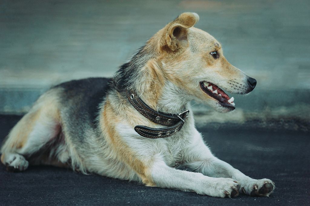 chien collier croise