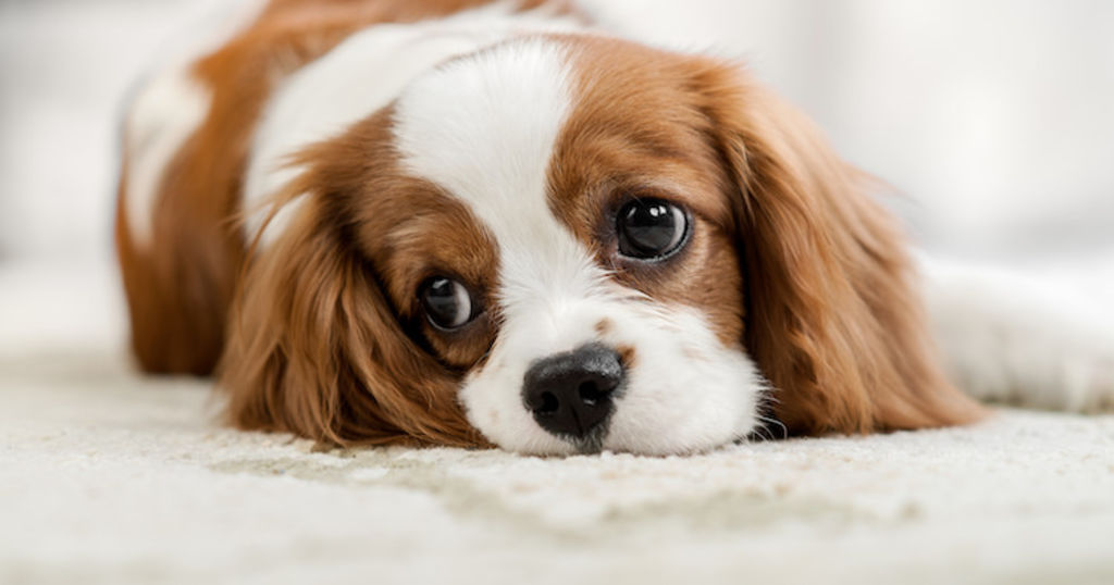 cavalier_kin_charle_hernie_discale
