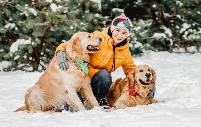 Chiens dans la neige