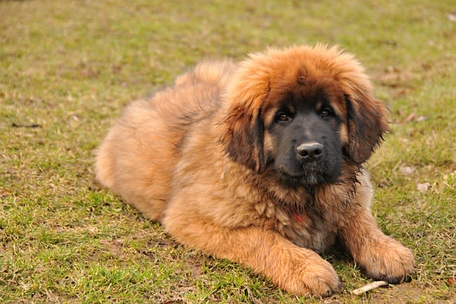 Leonberg jeune