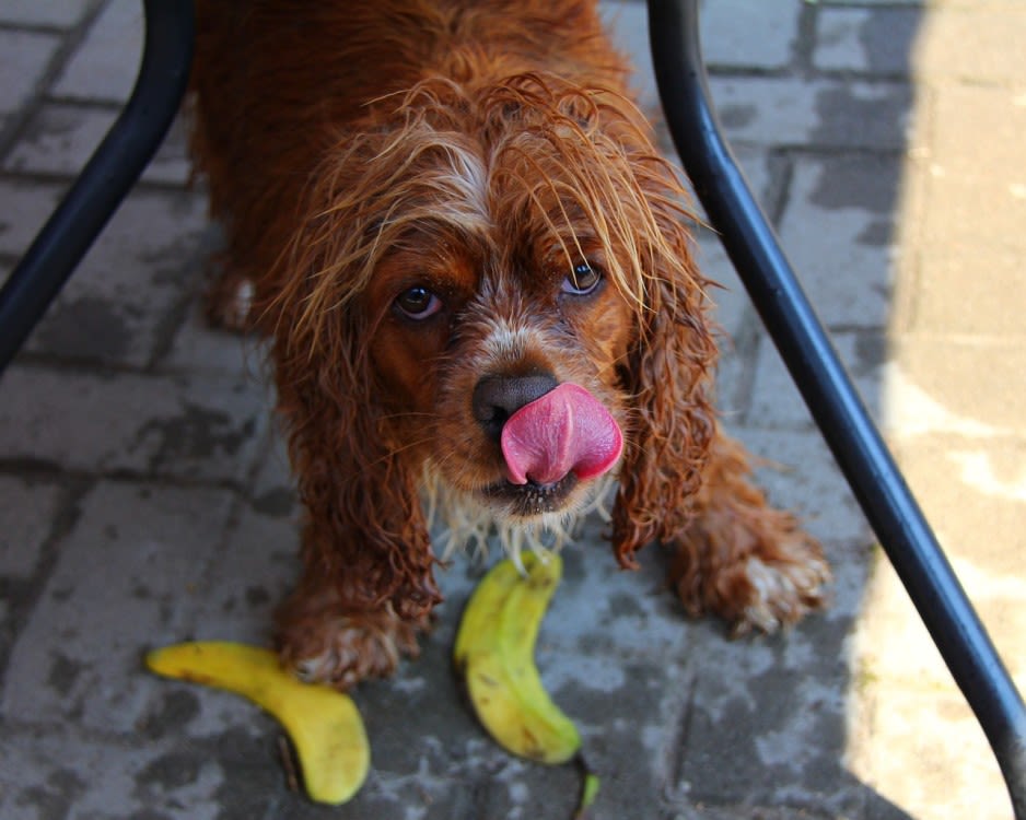 chien banane