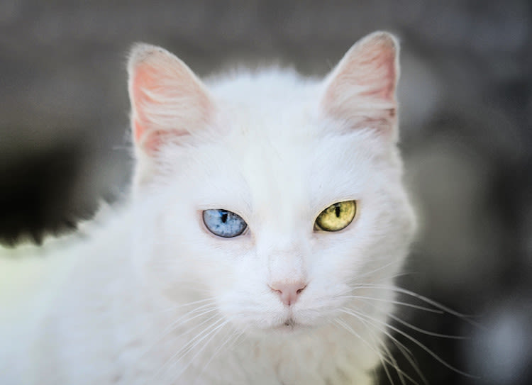 chat albinos