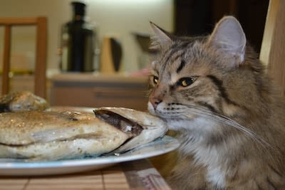 chat et poisson