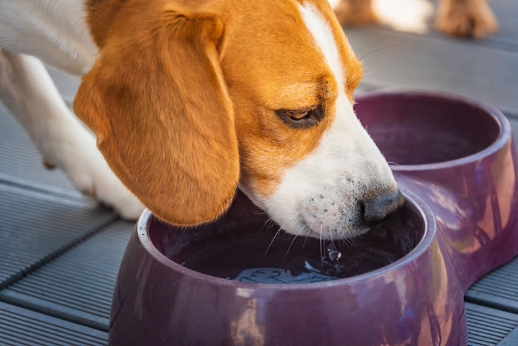 6.hydratation boisson Insuffisance renale chien