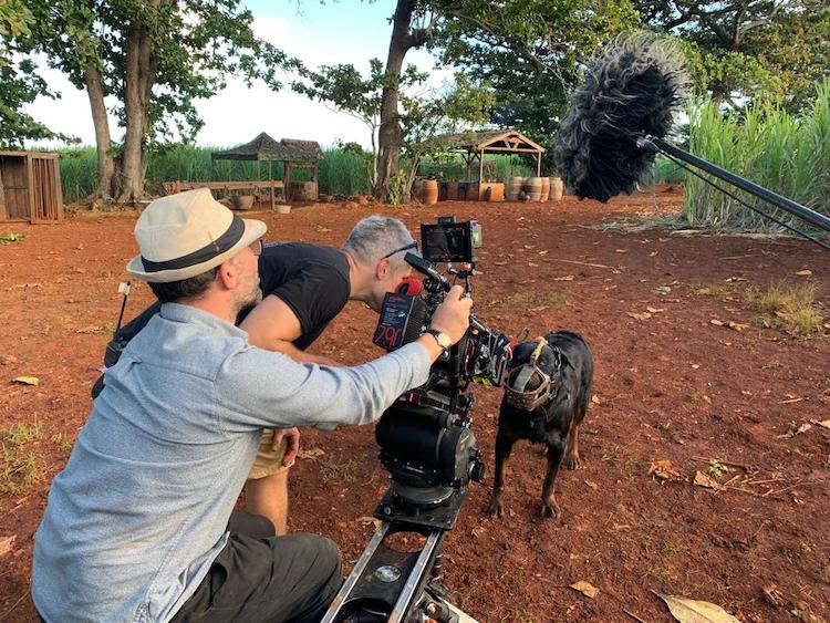 dressage chien cinema