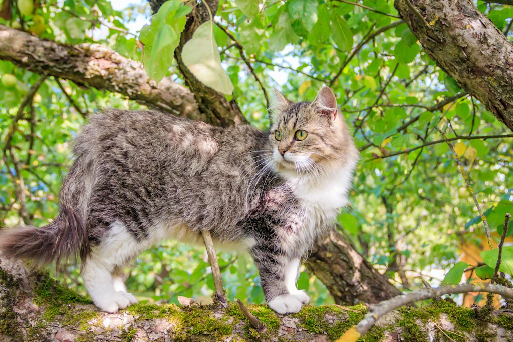 chat tigré blanc foret