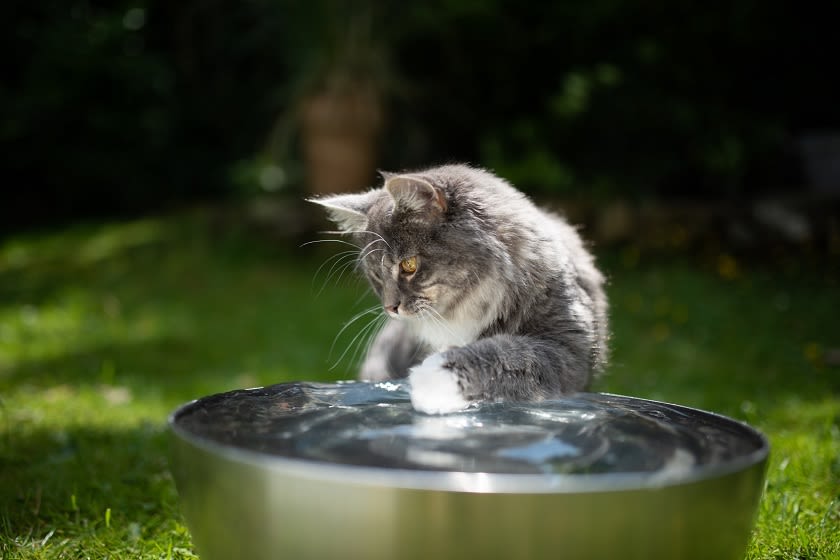 gato_bebiendo_agua