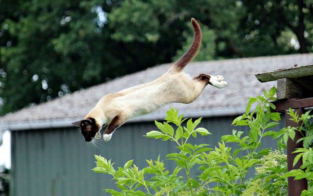 chat qui saute.jpg