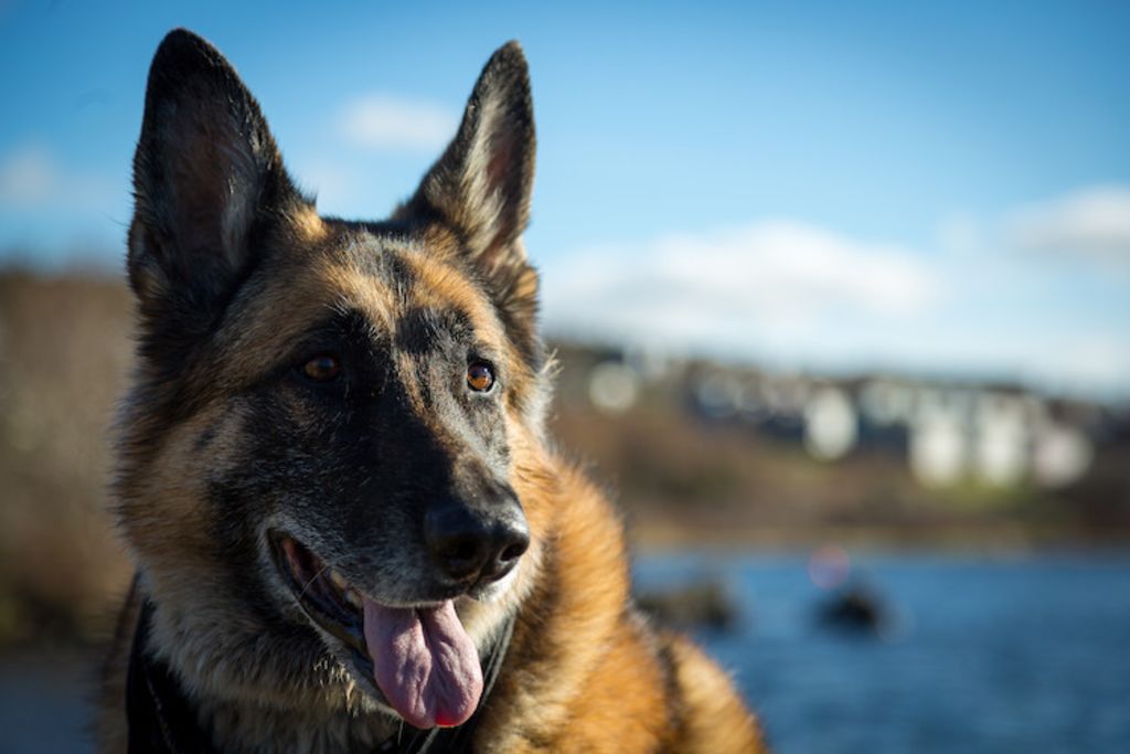 adopter un chien guide a la retraite