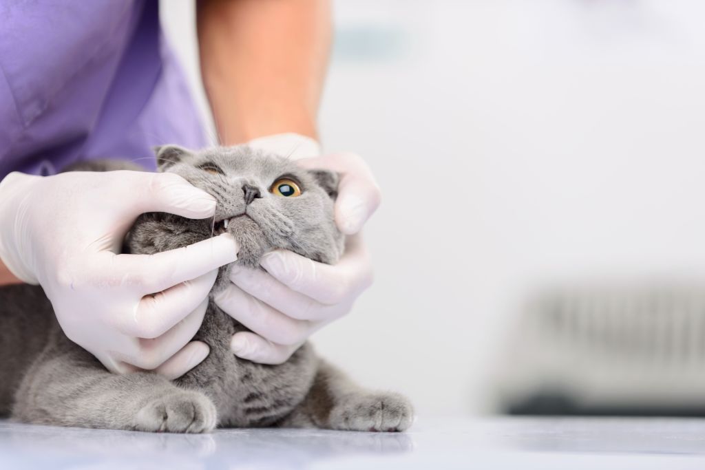 gato con gingitivis al veterinario