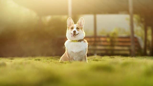 Laisser son chien 15 jours