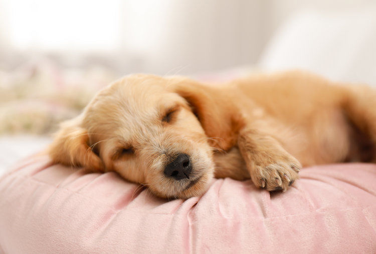 chiot_qui_dort_sommeil