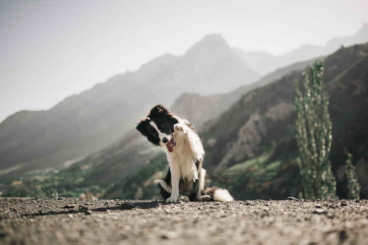 chien morsure de vipère danger