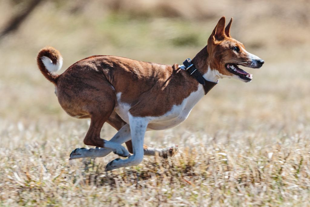 course de basenji