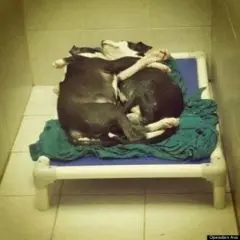 Cécité : un chien aveugle veille sur son frère - Actualité - Chien