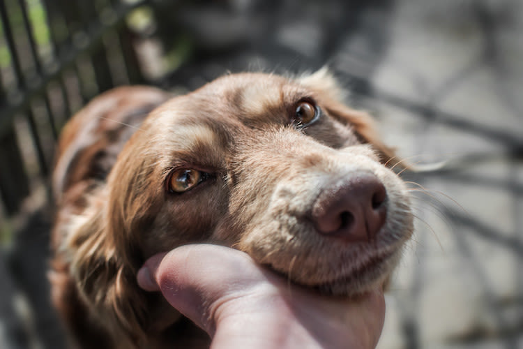 chien nez qui coule