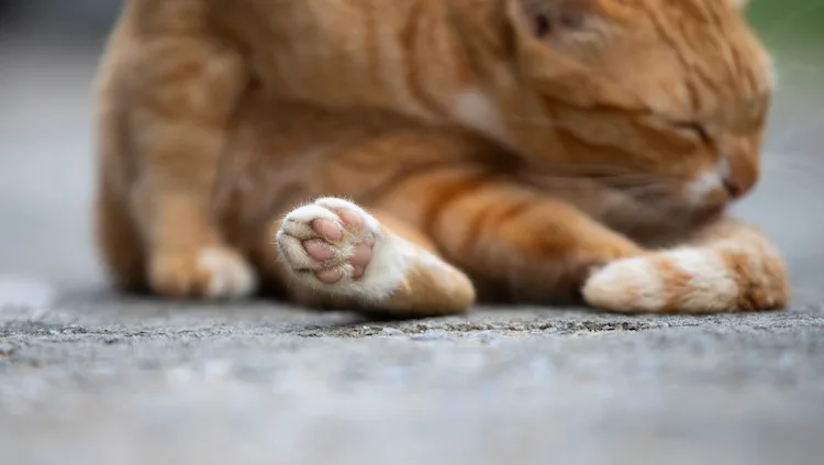 Les pattes du chat : comment en prendre soin ?